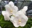 Vanda Chulee White